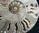 Beautiful Choffaticeras Ammonite - Half #7577-2